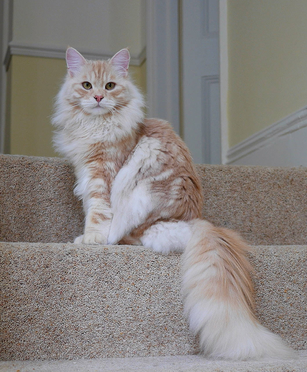 Max joined the competition — help win amazing prizes! british_longhair, carnivore, cat, claw, comfort, fawn, felidae, flooring, fur, grey, paw, sitting, small_to_medium_sized_cats, tail, whiskers, window