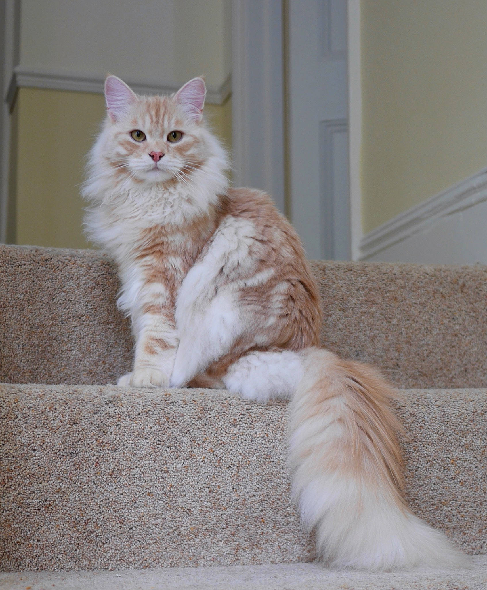 Max joined the competition — help win amazing prizes! british_longhair, carnivore, cat, claw, comfort, fawn, felidae, flooring, fur, grey, paw, sitting, small_to_medium_sized_cats, tail, terrestrial_animal, whiskers, window, wood