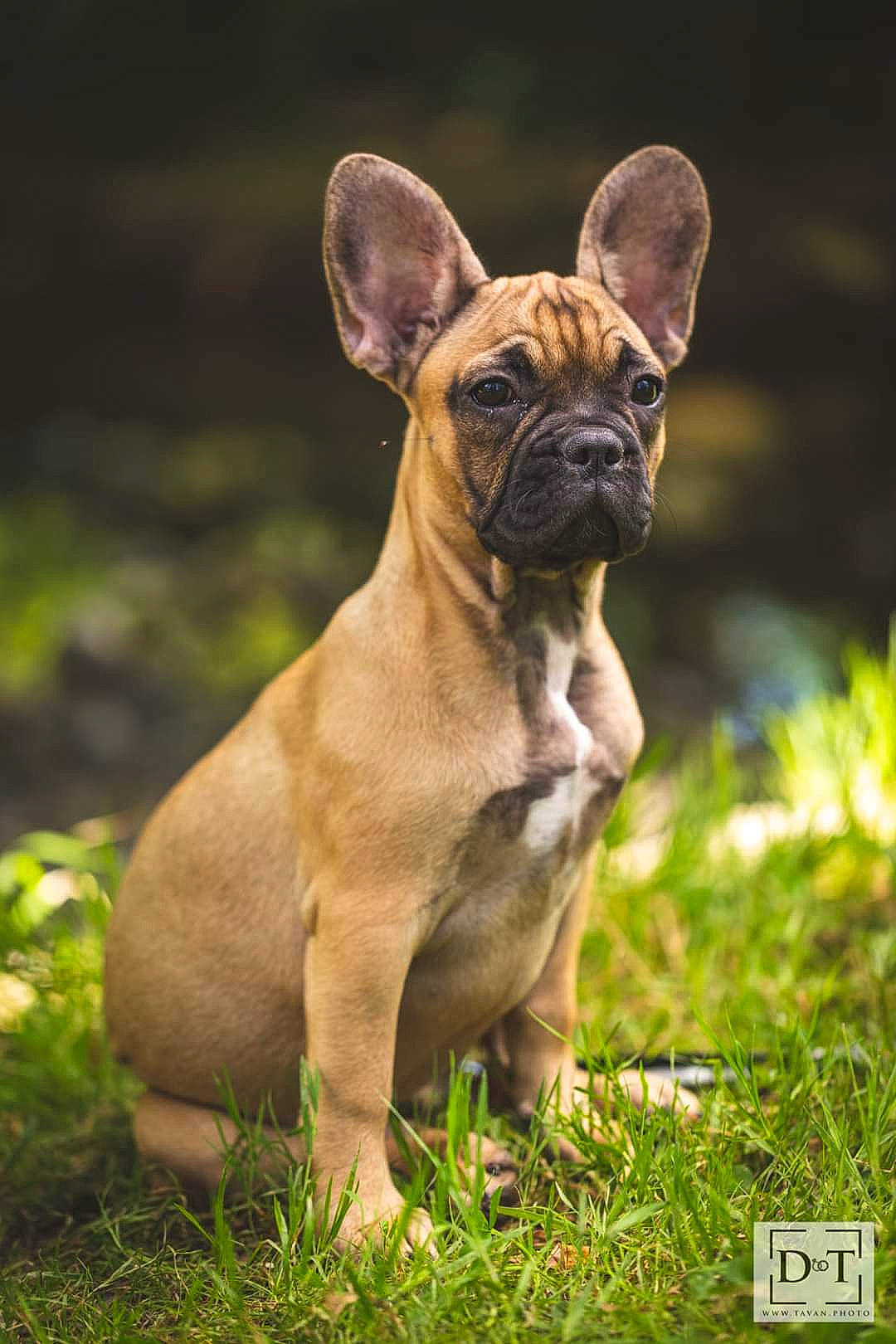 Ruby a rejoint le concours — aidez-le/la à gagner de superbes lots ! ancient_dog_breeds, bulldog, canidae, carnivore, companion_dog, dog, dog_breed, fawn, french_bulldog, grass, liver, molosser, non_sporting_group, plant, sporting_group, terrestrial_animal, toy_dog, whiskers, working_animal, wrinkle