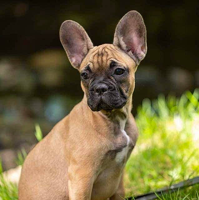 Ruby participe au concours pour gagner de l'argent avec cette photo : ancient_dog_breeds, bulldog, canidae, carnivore, companion_dog, dog, dog_breed, ear, fawn, grass, liver, plant, puppy, snout, sporting_group, terrestrial_animal, toy_dog, whiskers, working_animal, wrinkle