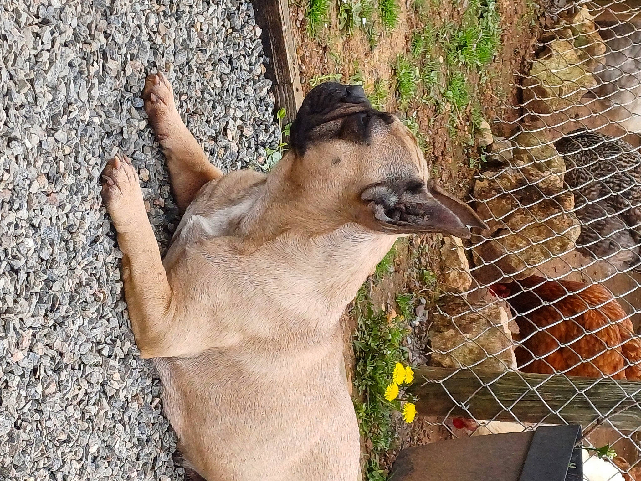 Ruby a rejoint le concours — aidez-le/la à gagner de superbes lots ! fawn, fence, fur, grass, kangaroo, landscape, livestock, macropodidae, marsupial, mesh, plant, snout, terrestrial_animal, trunk, wallaby, whiskers, wildlife