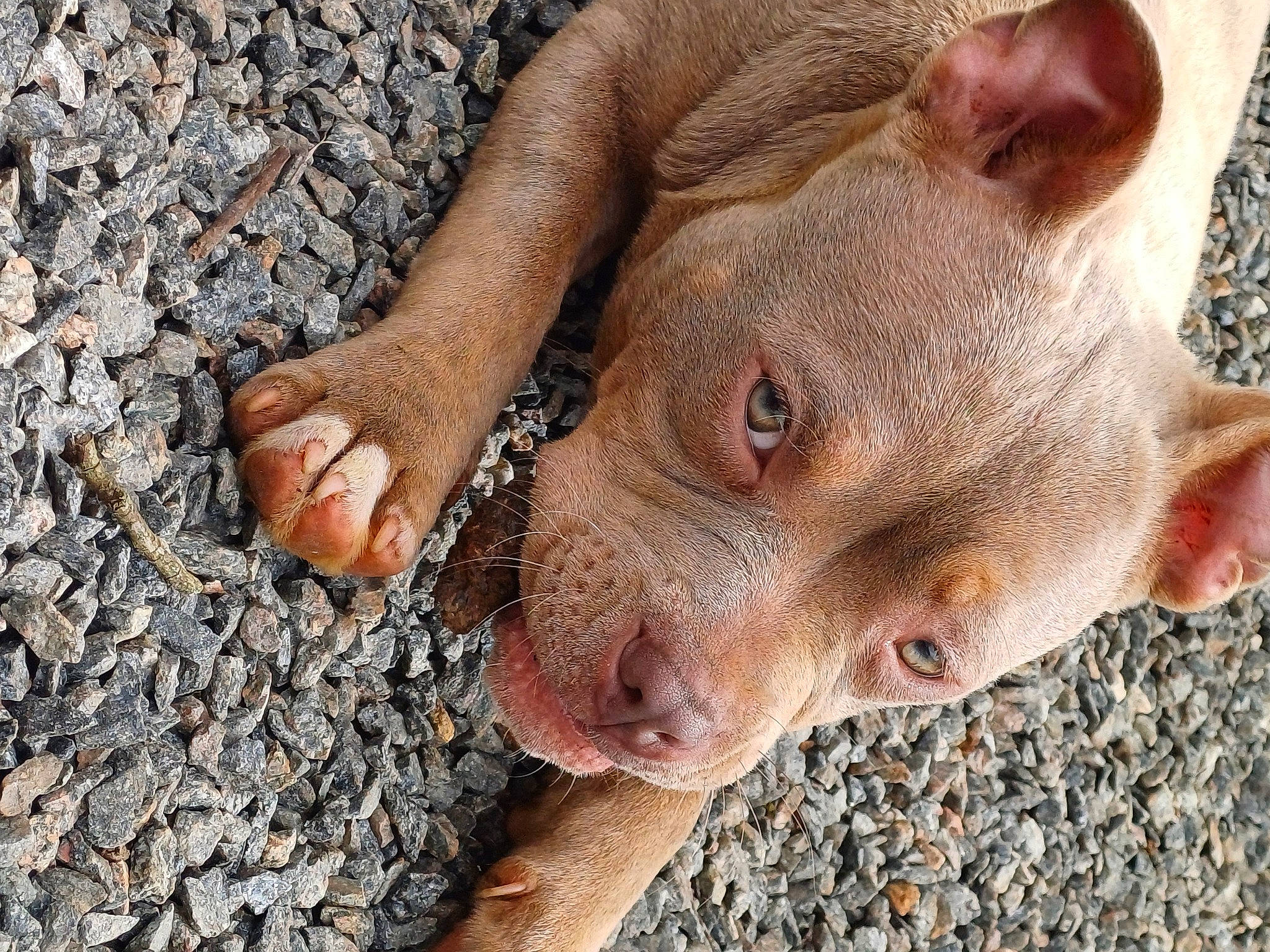 Laï-ka a rejoint le concours — aidez-le/la à gagner de superbes lots ! domestic_pig, fawn, flesh, foot, grass, human_leg, landscape, livestock, snout, soil, suidae, terrestrial_animal, whiskers, wildlife, wrinkle