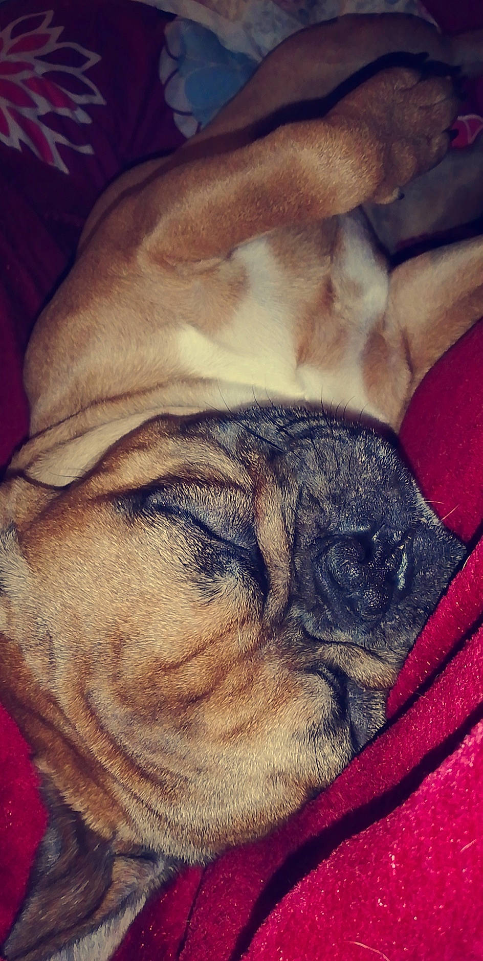 Bouli participe au concours pour gagner de l'argent avec cette photo : bulldog, canidae, carnivore, cloud, comfort, companion_dog, dog, dog_breed, fawn, fur, linens, meteorological_phenomenon, pug, sky, snout, sporting_group, toy_dog, whiskers, wood, wrinkle