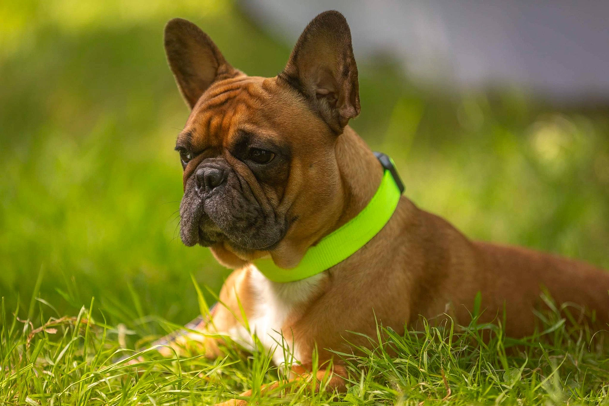 Bouli participe au concours pour gagner de l'argent avec cette photo : ancient_dog_breeds, bulldog, canidae, carnivore, collar, companion_dog, dog, dog_breed, dog_collar, ear, fawn, grass, molosser, non_sporting_group, snout, sporting_group, terrestrial_animal, whiskers, working_animal, wrinkle