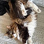 Fred is registered to the contest to win money with this photo: cat, fluffy, fur, paws, relaxed, lying_down, white, brown, pet, cozy, blanket, texture, indoor, animal, cute, playful, soft, sleepy, resting, whiskers