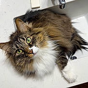 Fred is registered to the contest to win money with this photo: cat, fluffy, sink, bathroom, faucet, soap, green_eyes, curious, pet, fur, whiskers, tabby, white_paws, relaxed, indoor, animal, closeup, cute, domestic_cat, resting