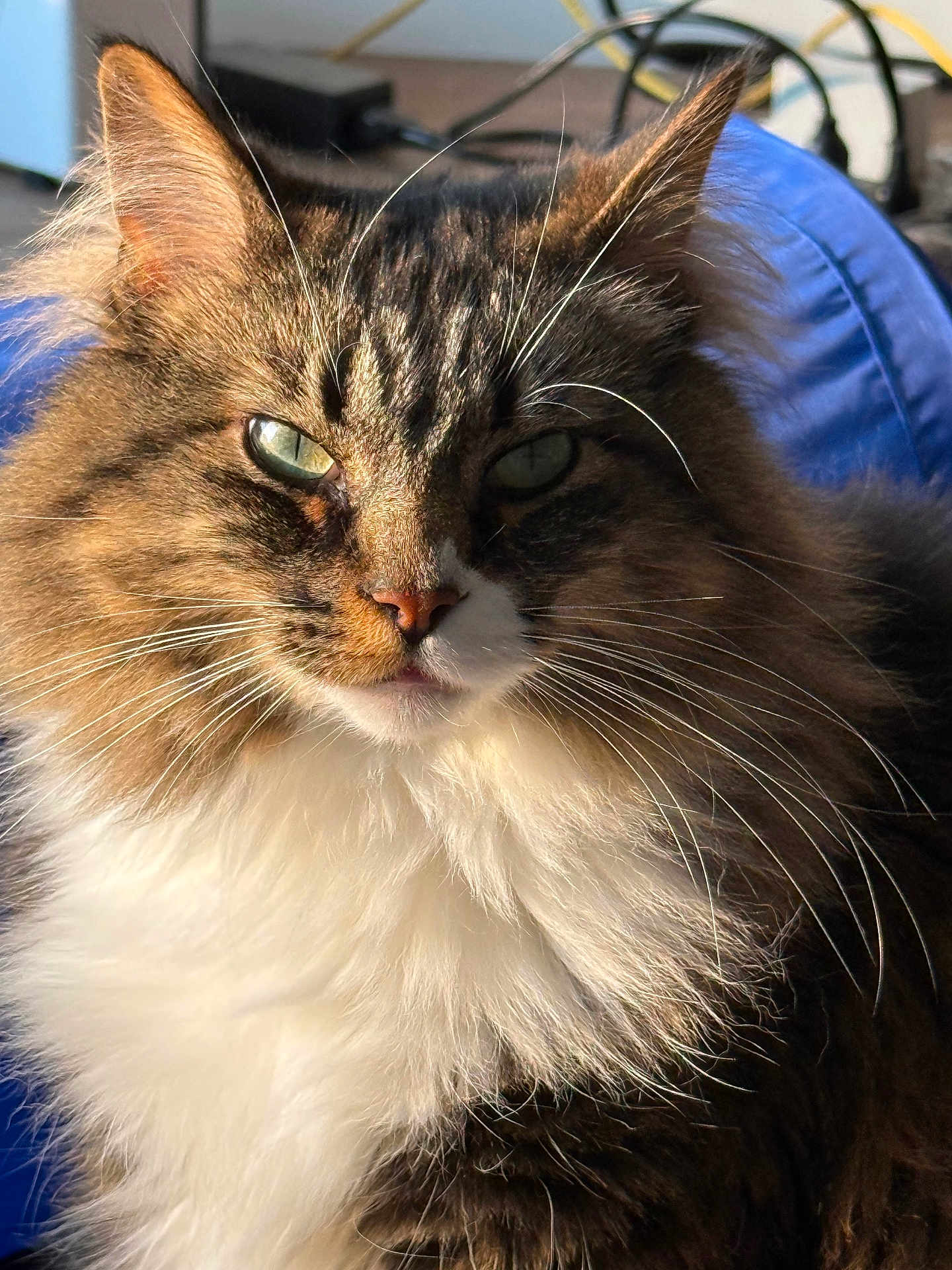 Fred is registered to the contest to win money with this photo: cat, fluffy, fur, close_up, portrait, whiskers, ears, eyes, indoor, cushion, blue, pet, animal, feline, face, muzzle, tabby, long_hair, soft_light, relaxed