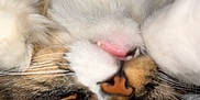 Fred is registered to the contest to win money with this photo: cat, fluffy, close_up, upside_down, tongue_out, relaxed, pet, animal, fur, whiskers, sleeping, cozy, blanket, cute, tabby, nose, paw, indoor, feline, soft