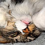 cat, fluffy, close_up, upside_down, tongue_out, relaxed, pet, animal, fur, whiskers, sleeping, cozy, blanket, cute, tabby, nose, paw, indoor, feline, soft