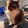Fred is registered to the contest to win money with this photo: cat, fluffy, indoor, sunlight, rug, whiskers, fur, window, animal, pet, cozy, toy, furniture, blanket, domestic, closeup, brown, white, tabby, relaxed
