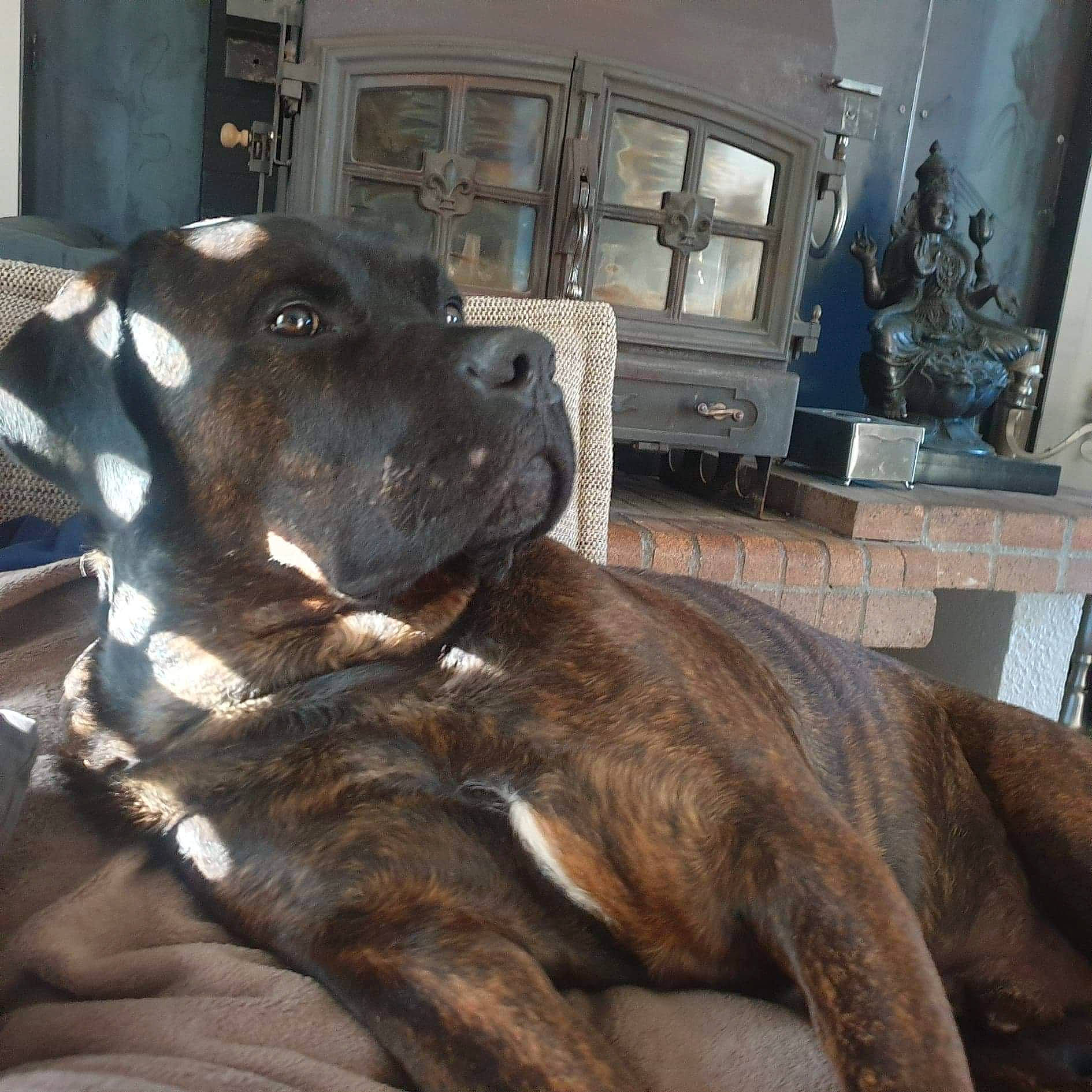 Oxo a rejoint le concours — aidez-le/la à gagner de superbes lots ! canidae, carnivore, collar, comfort, companion_dog, dog, dog_breed, fawn, fur, giant_dog_breed, guard_dog, liver, metal, non_sporting_group, snout, sporting_group, whiskers, working_animal, working_dog