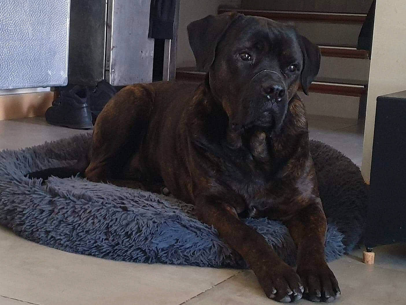 Oxo participe au concours pour gagner de l'argent avec cette photo : borador, canidae, carnivore, comfort, companion_dog, curtain, dog, dog_breed, fawn, flooring, fur, grey, guard_dog, gun_dog, liver, non_sporting_group, snout, sporting_group, terrestrial_animal, working_animal