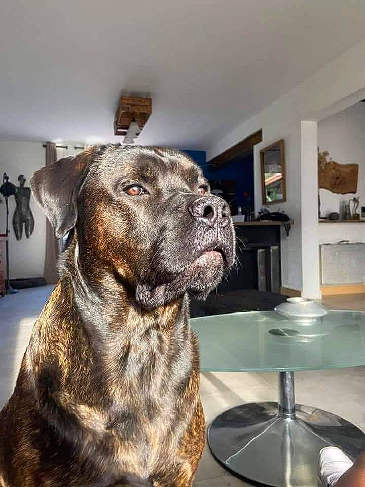 Oxo participe au concours pour gagner de l'argent avec cette photo : ancient_dog_breeds, carnivore, collar, companion_dog, dog, dog_breed, dog_collar, fawn, fur, guard_dog, liver, picture_frame, plott_hound, snout, sporting_group, table, terrestrial_animal, whiskers, working_animal, working_dog