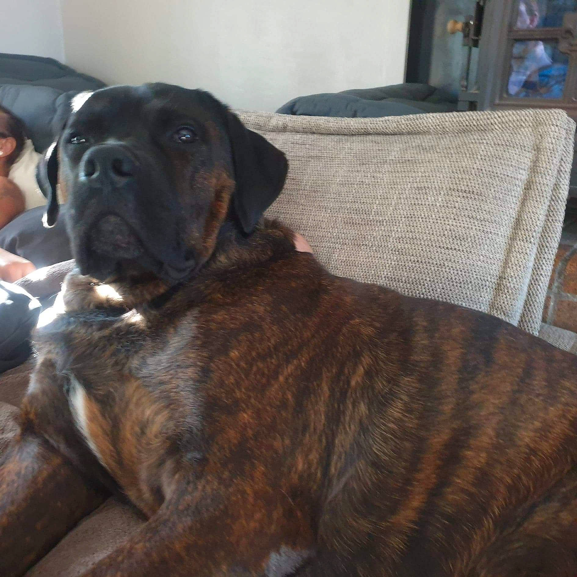 Oxo a rejoint le concours — aidez-le/la à gagner de superbes lots ! borador, canidae, collar, comfort, companion_dog, couch, dog, dog_breed, fawn, fur, guard_dog, hunting_dog, liver, non_sporting_group, plott_hound, snout, tail, terrestrial_animal, working_animal, working_dog