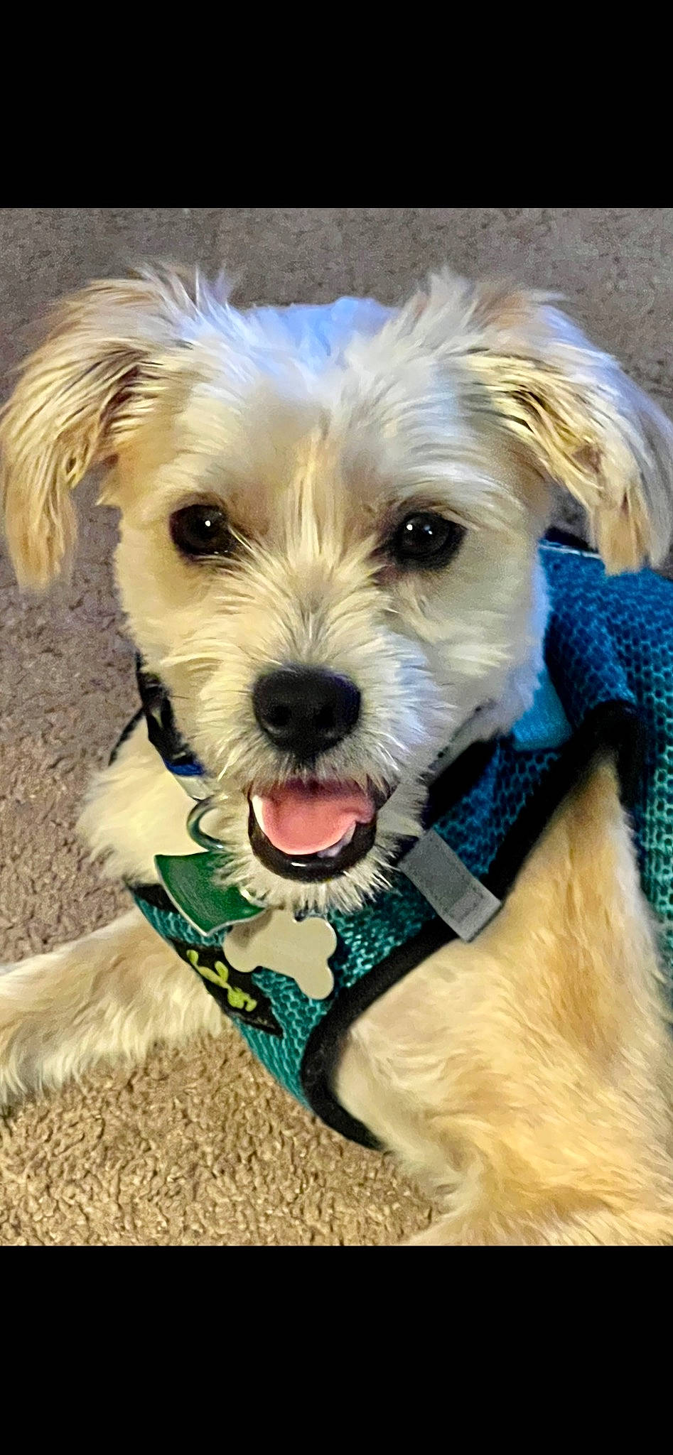 Miles joined the competition — help win amazing prizes! biewer_terrier, canidae, carnivore, companion_dog, dog, dog_breed, dog_clothes, dog_collar, dog_supply, fawn, fur, happy, maltepoo, puppy_love, small_terrier, snout, sporting_group, terrier, toy_dog, water_dog