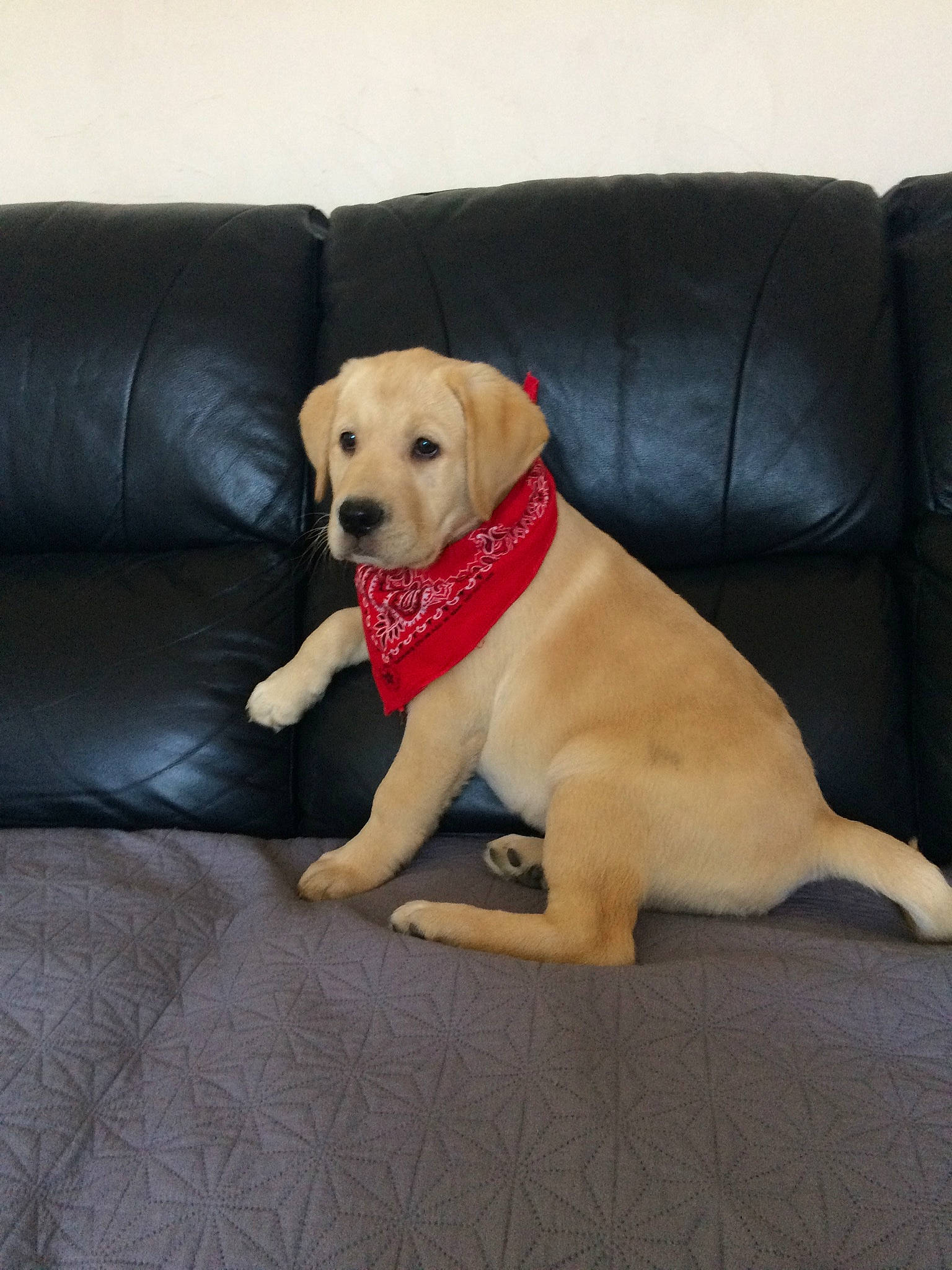 Eliote participe au concours pour gagner de l'argent avec cette photo : beagador, canidae, carnivore, companion_dog, dog, dog_breed, dog_toy, fawn, floor, golden_retriever, labrador_retriever, mammal, paw, puppy, retriever, snout, sporting_group, tail, vertebrate