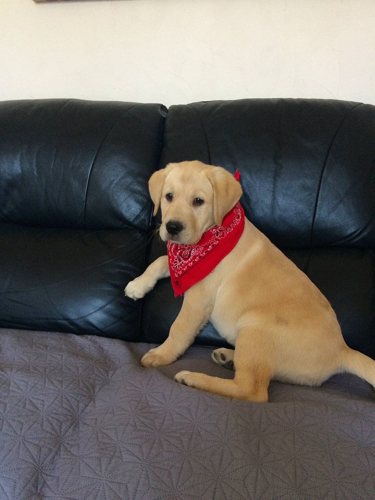 Eliote participe au concours pour gagner de l'argent avec cette photo : beagador, canidae, carnivore, companion_dog, dog, dog_breed, dog_supply, dog_toy, fawn, floor, flooring, labrador_retriever, mammal, paw, puppy, retriever, snout, sporting_group, tail, yellow