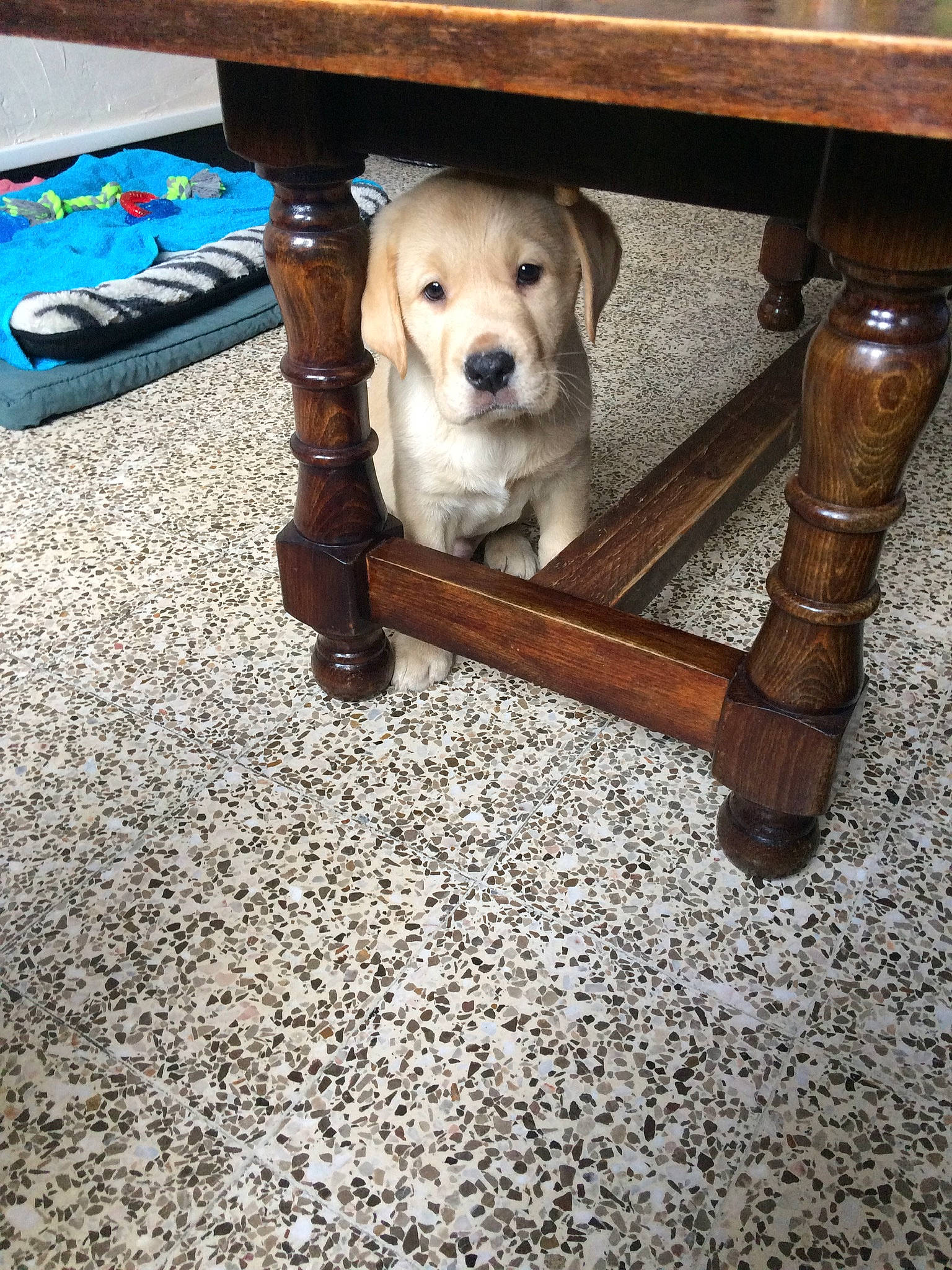 Eliote participe au concours pour gagner de l'argent avec cette photo : canidae, carnivore, coffee_table, companion_dog, dog, dog_breed, end_table, fawn, floor, flooring, furniture, hardwood, house, labrador_retriever, puppy, sporting_group, stairs, table, wood