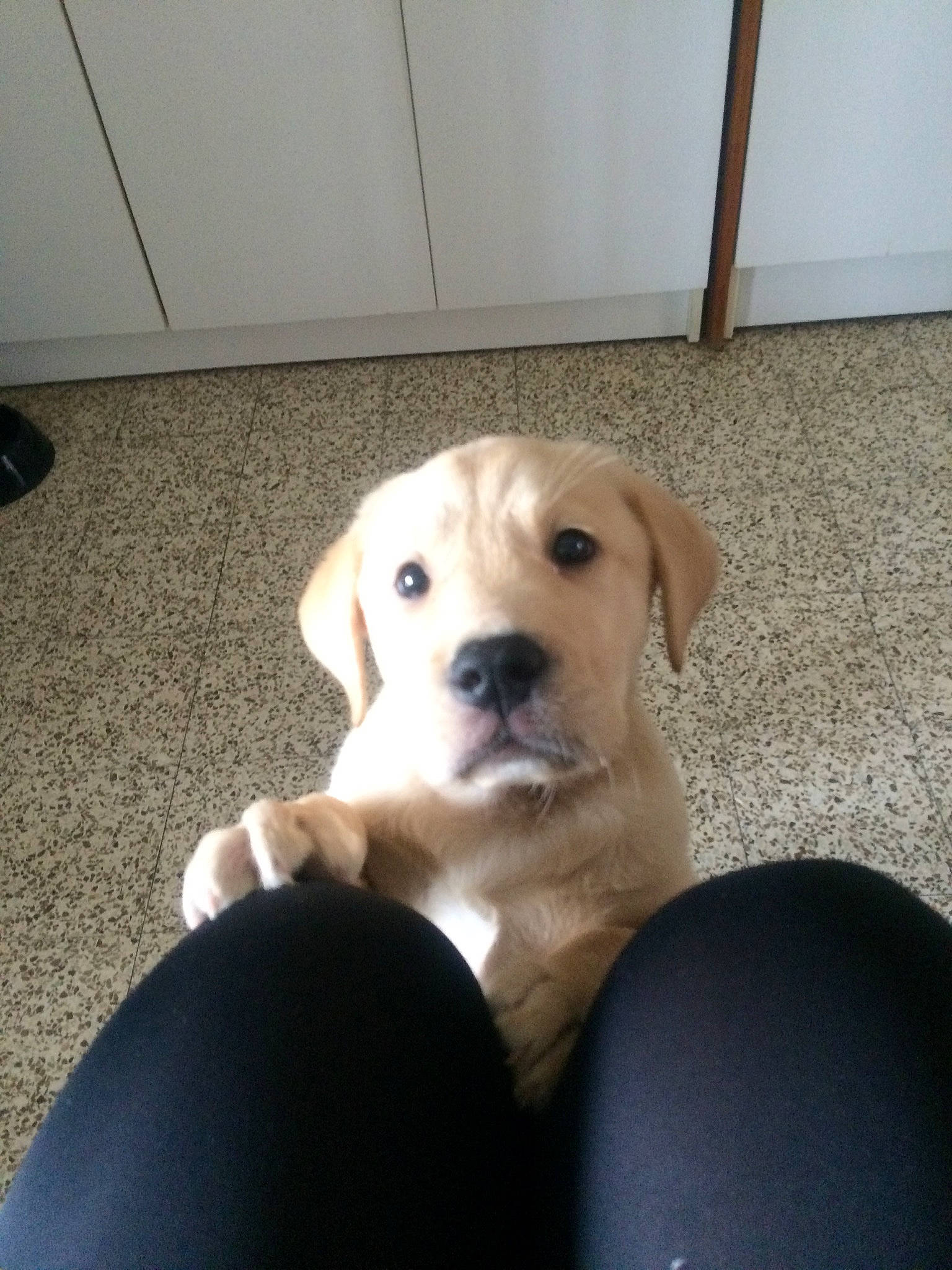 Eliote participe au concours pour gagner de l'argent avec cette photo : ball, beagador, canidae, carnivore, companion_dog, dog, dog_breed, fawn, labrador_retriever, mammal, puppy, puppy_love, rare_breed_dog, retriever, sporting_group, vertebrate