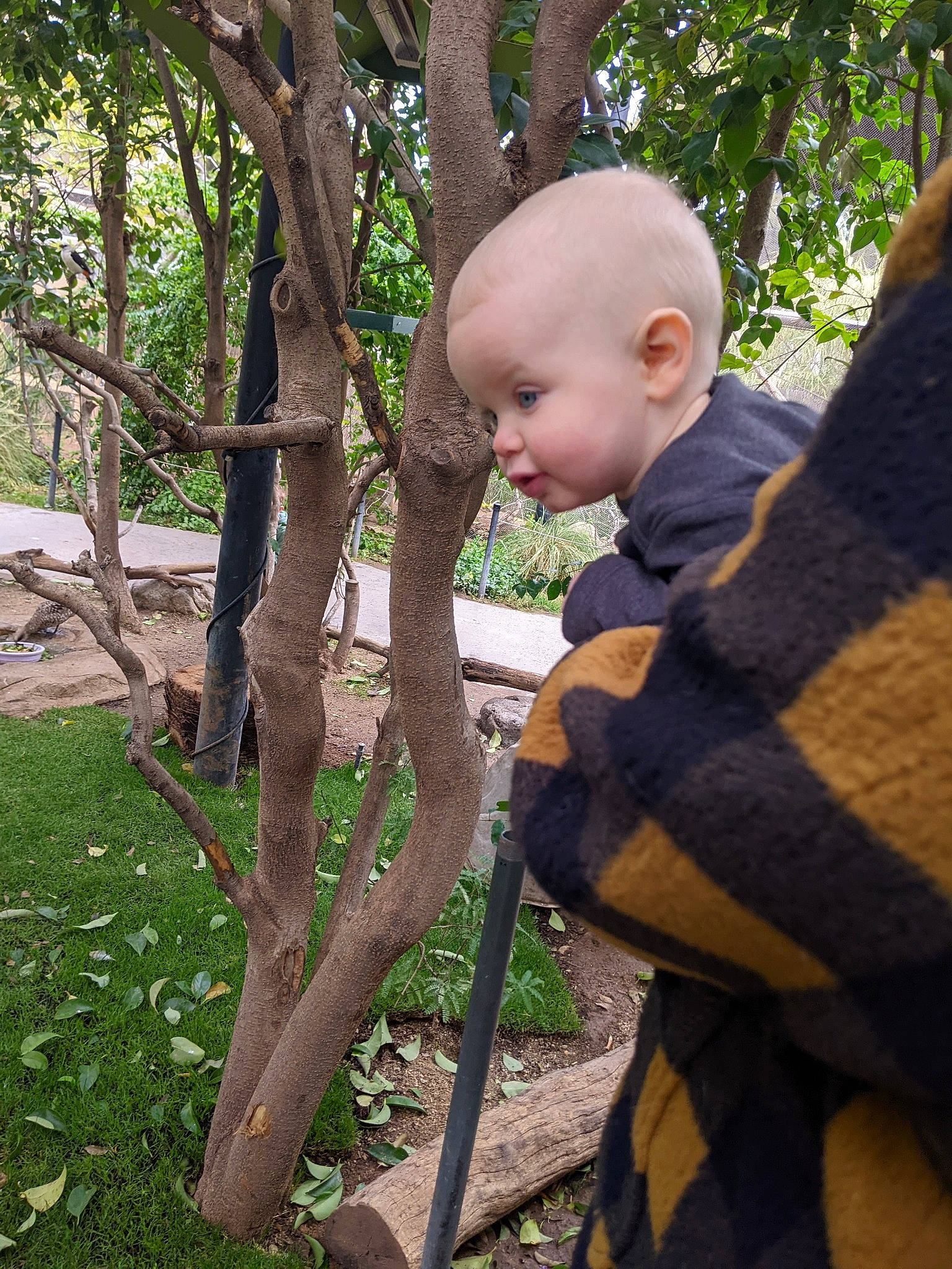 Keith is registered to the contest to win money with this photo: adaptation, baby, baby_toddler_clothing, botany, child, forest, grass, jungle, leisure, people_in_nature, person, plant, soil, terrestrial_plant, toddler, tree, trunk, twig, wood, woodland