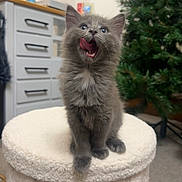 Athena is registered to the contest to win money with this photo: kitten, gray_cat, feline, tongue_out, cute, indoor, stool, furniture, carpet, christmas_tree, soft_texture, playful, curious, pet, young_animal, fluffy, domestic_animal, cozy, home, wide_eyes