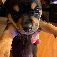 Hank Williams Jr is registered to the contest to win money with this photo: adorable, animal, black_and_tan, canine, close_up, cute, dog, domestic, eyes, fur, hand, holding, indoor, mammal, nose, pet, portrait, puppy, small, young