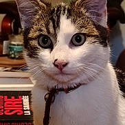 Aïo a rejoint le concours — aidez-le/la à gagner de superbes lots ! cat, close_up, indoor, pet, collar, bell, white_fur, gray_eyes, black_fur, domestic_animal, whiskers, portrait, curious, feline, animal, household, book, blurred_background, soft_light, tabby