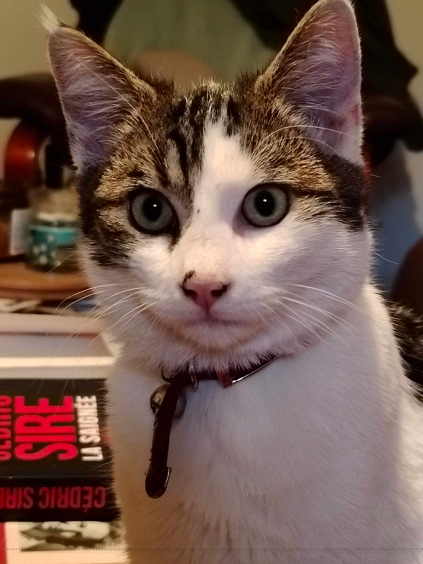 Aïo a rejoint le concours — aidez-le/la à gagner de superbes lots ! cat, close_up, indoor, pet, collar, bell, white_fur, gray_eyes, black_fur, domestic_animal, whiskers, portrait, curious, feline, animal, household, book, blurred_background, soft_light, tabby