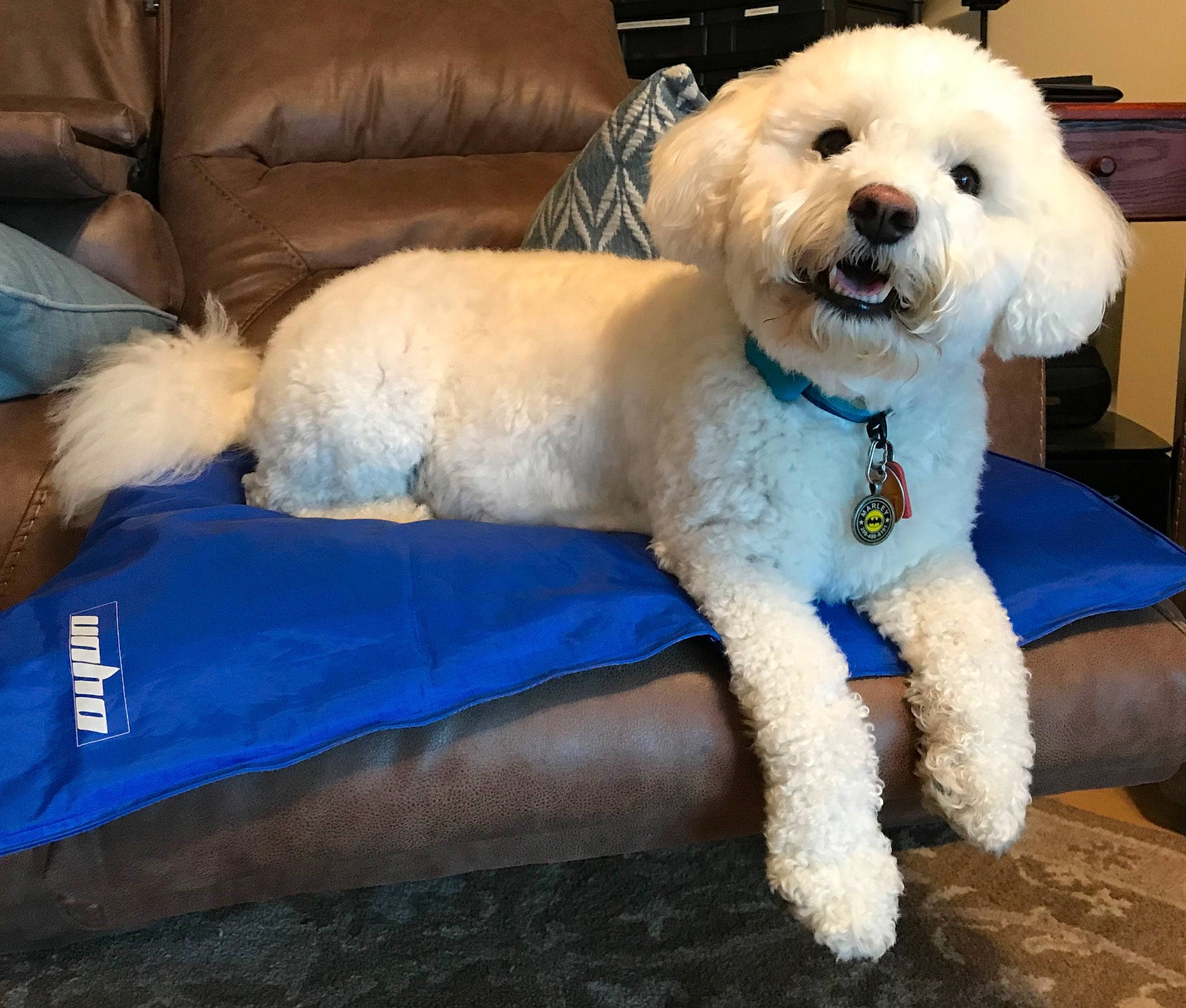Marley is registered to the contest to win money with this photo: carnivore, chair, collar, companion_dog, couch, dog, dog_breed, dog_collar, dog_supply, fur, glasses, labradoodle, poodle, puppy_love, shih_poo, small_terrier, sunglasses, terrier, toy_dog, water_dog