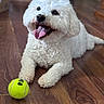 Marley joined the competition — help win amazing prizes! dog, white_dog, curly_fur, tongue_out, happy, pet, indoor, wooden_floor, tennis_ball, playful, cute, animal, domestic_animal, laying_down, fur, canine, friendly, closeup, toy, companion