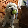 Marley is registered to the contest to win money with this photo: dog, tennis_ball, indoor, carpet, wooden_furniture, white_dog, pet, playing, collar, ball, room, cabinet, dog_toy, floor, cute, animal, furry, domestic_animal, portrait, canine