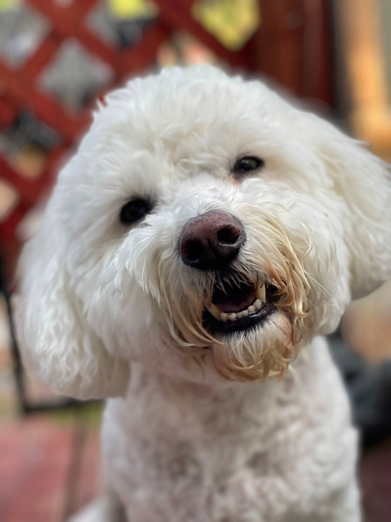 Marley is registered to the contest to win money with this photo: bichon, canidae, carnivore, close_up, collar, companion_dog, dog, dog_breed, fur, labradoodle, maltepoo, non_sporting_group, poodle, poodle_crossbreed, small_terrier, sporting_group, terrier, toy_dog, water_dog, working_animal