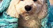 Marley is registered to the contest to win money with this photo: dog, white, curly_fur, blanket, turquoise, cozy, pet, cute, indoor, bedspread, snug, animal, fur, paws, resting, closeup, adorable, companion, cute_pet, curious