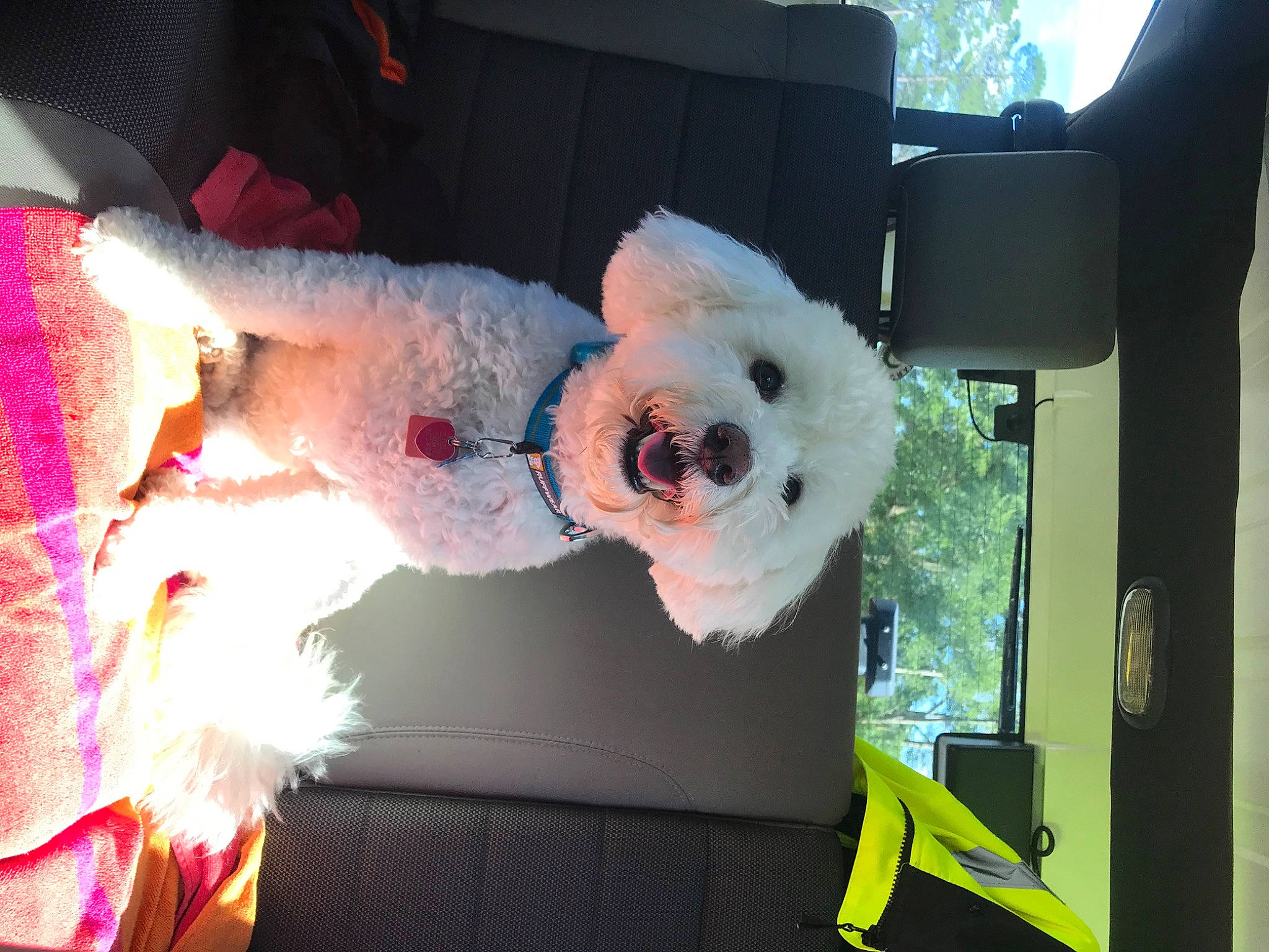 Marley joined the competition — help win amazing prizes! car, companion_dog, dog, dog_breed, event, eyewear, feather, fun, fur, happy, luxury_vehicle, mammal, pink, plant, plush, stuffed_toy, sunglasses, toy, toy_dog, tree