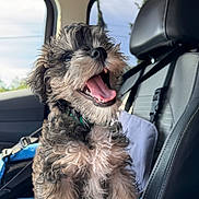 Malcolm is registered to the contest to win money with this photo: puppy, dog, pet, car_interior, leather_seat, happy, tongue_out, curly_hair, seatbelt, window, daylight, smiling, young_dog, closeup, furry, animal, domestic_animal, travel, companion, cute