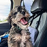 puppy, dog, pet, car_interior, leather_seat, happy, tongue_out, curly_hair, seatbelt, window, daylight, smiling, young_dog, closeup, furry, animal, domestic_animal, travel, companion, cute