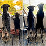 Malcolm joined the competition — help win amazing prizes! dog, pets, back_view, standing, porch, wooden_floor, door, screen_door, autumn, leaves, outdoor, two_dogs, curious, companions, furry, small_dog, medium_dog, collar, vintage, rustic