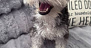 Malcolm is registered to the contest to win money with this photo: dog, small_dog, happy, panting, fluffy_fur, gray_fur, white_fur, pet, indoor, blanket, soft_texture, pillow, paw_print, close_up, cute, animal, companion, cozy, smiling, fur