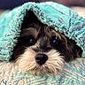 Malcolm joined the competition — help win amazing prizes! dog, blanket, face, nose, fur, sleepy, pet, cozy, texture, closeup, resting, cute, animal, indoor, bed, comfort, quilt, snug, soft, portrait