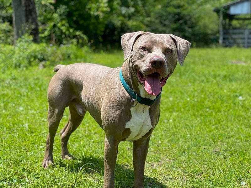 Django is registered to the contest to win money with this photo: canidae, carnivore, collar, companion_dog, dog, dog_breed, dog_collar, dog_supply, fawn, grass, gun_dog, leash, liver, pet_supply, plant, snout, tail, terrestrial_animal, tree, working_animal