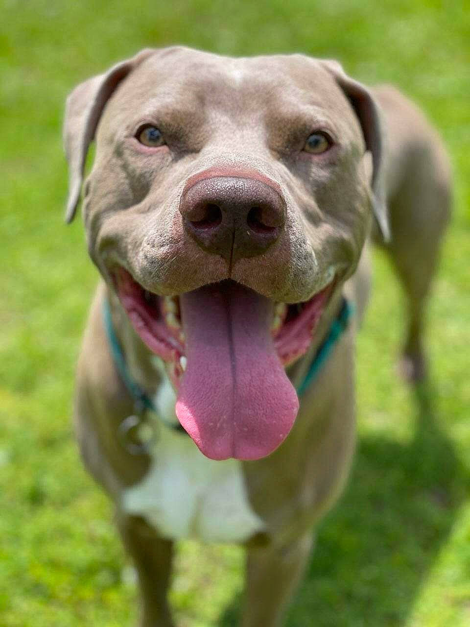 Django is registered to the contest to win money with this photo: canidae, carnivore, collar, companion_dog, dog, dog_breed, dog_collar, fawn, grass, jaw, liver, non_sporting_group, pet_supply, snout, sporting_group, terrestrial_animal, whiskers, working_animal, working_dog, wrinkle