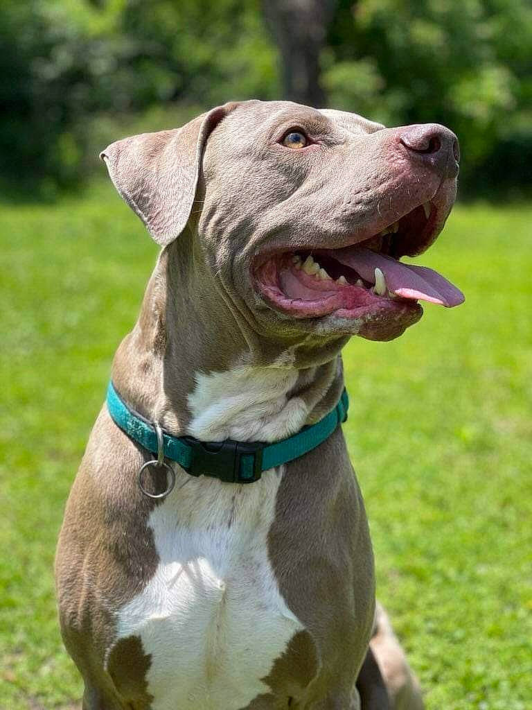 Django is registered to the contest to win money with this photo: canidae, carnivore, collar, companion_dog, dog, dog_breed, dog_collar, dog_supply, fawn, grass, hunting_dog, liver, non_sporting_group, pet_supply, sporting_group, whiskers, working_animal, working_dog