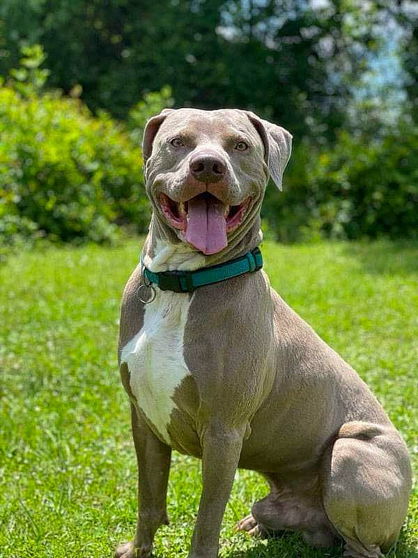 Django joined the competition — help win amazing prizes! canidae, carnivore, collar, companion_dog, dog, dog_breed, dog_collar, dog_supply, grass, gun_dog, liver, molosser, pet_supply, plant, terrestrial_animal, tree, whiskers, working_animal, working_dog, wrinkle