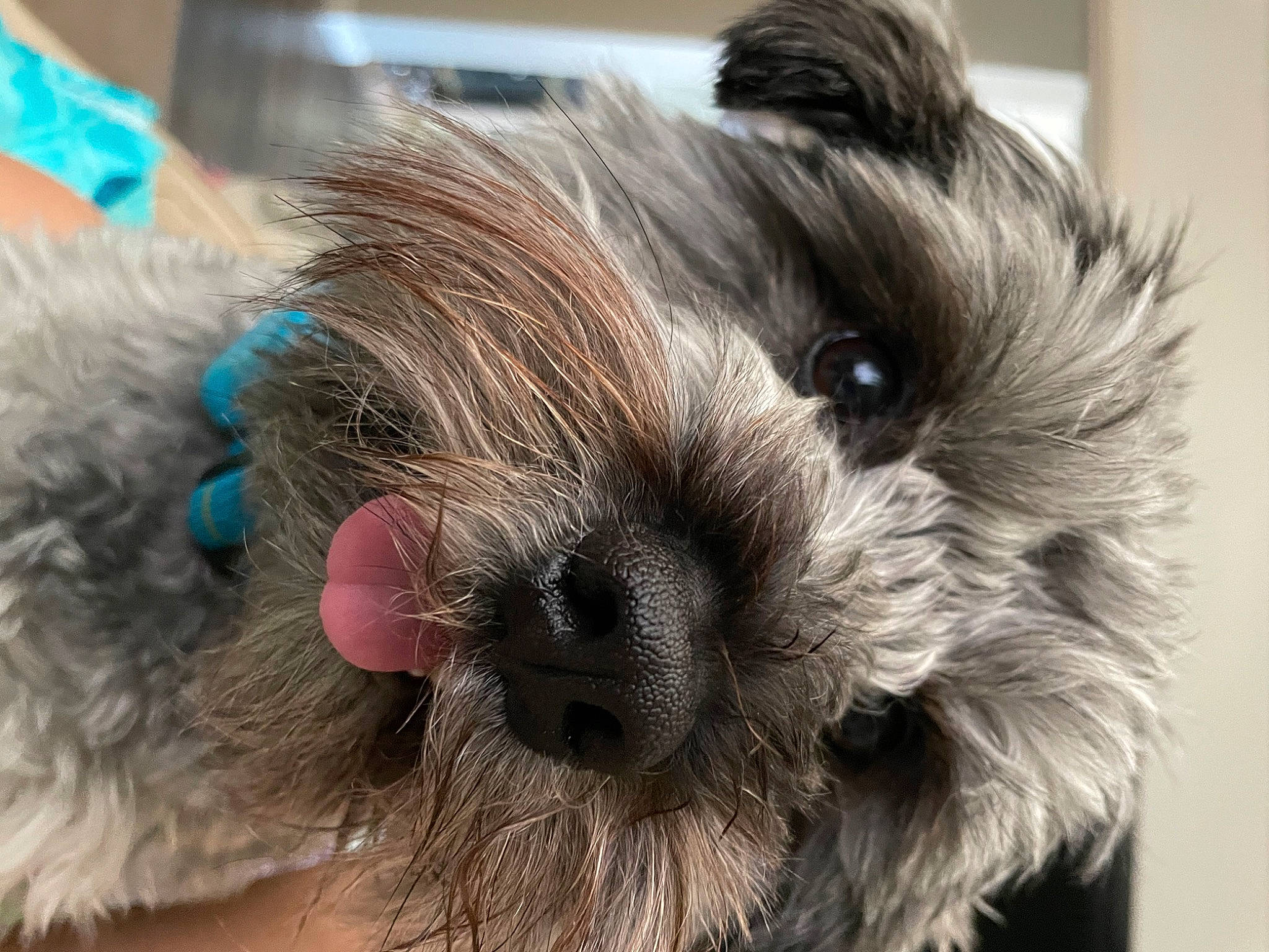 Maxamuffin joined the competition — help win amazing prizes! canidae, carnivore, companion_dog, dog, dog_breed, dog_supply, ear, fawn, fur, liver, maltepoo, paw, puppy_love, small_terrier, snout, sporting_group, terrier, toy_dog, whiskers, working_animal
