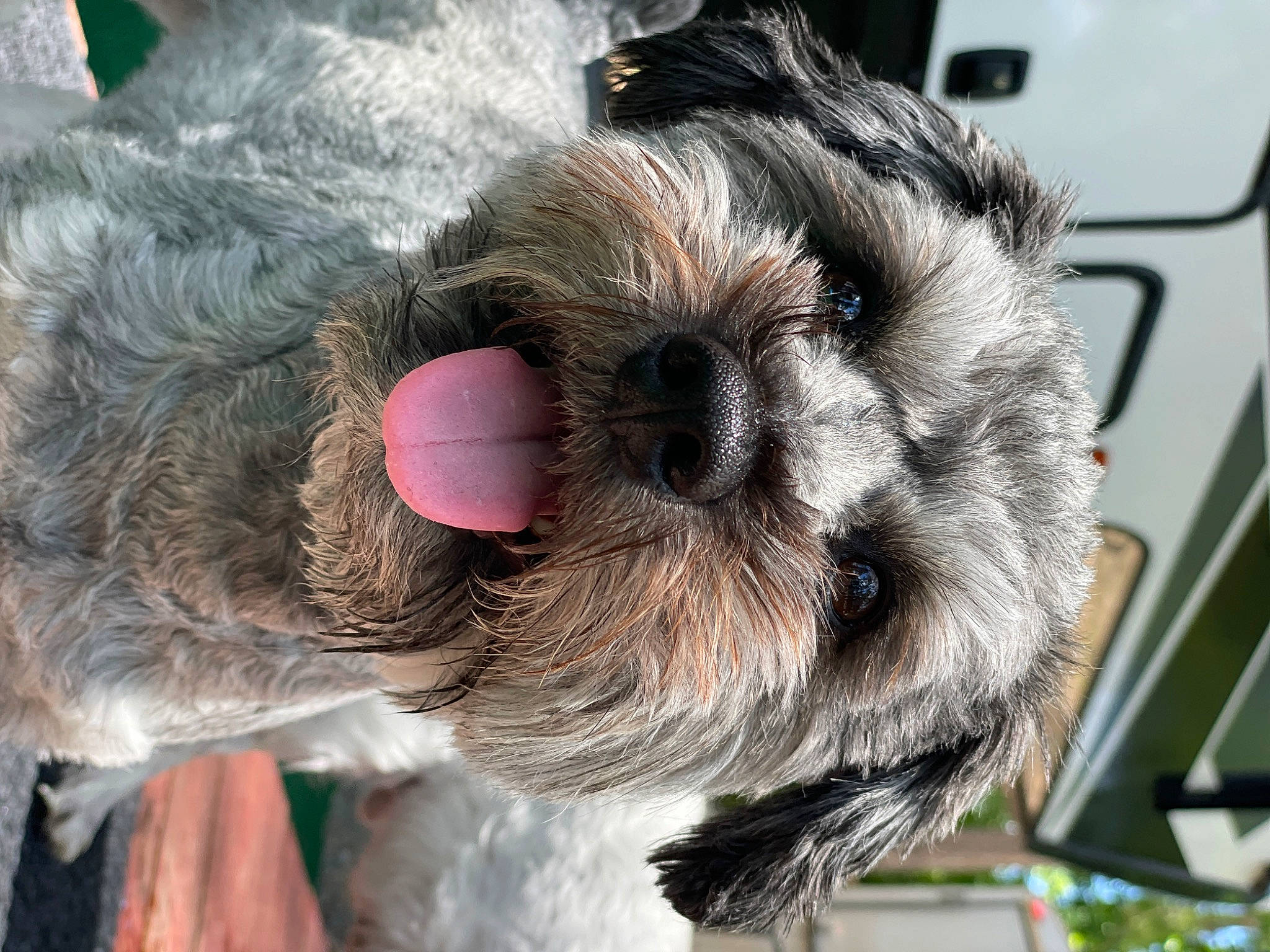 Maxamuffin joined the competition — help win amazing prizes! canidae, carnivore, collar, companion_dog, dog, dog_breed, dog_collar, ear, fawn, fur, liver, mammal, snout, sporting_group, toy_dog, vertebrate, whiskers, wool, working_animal, wrinkle