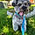 Maxamuffin