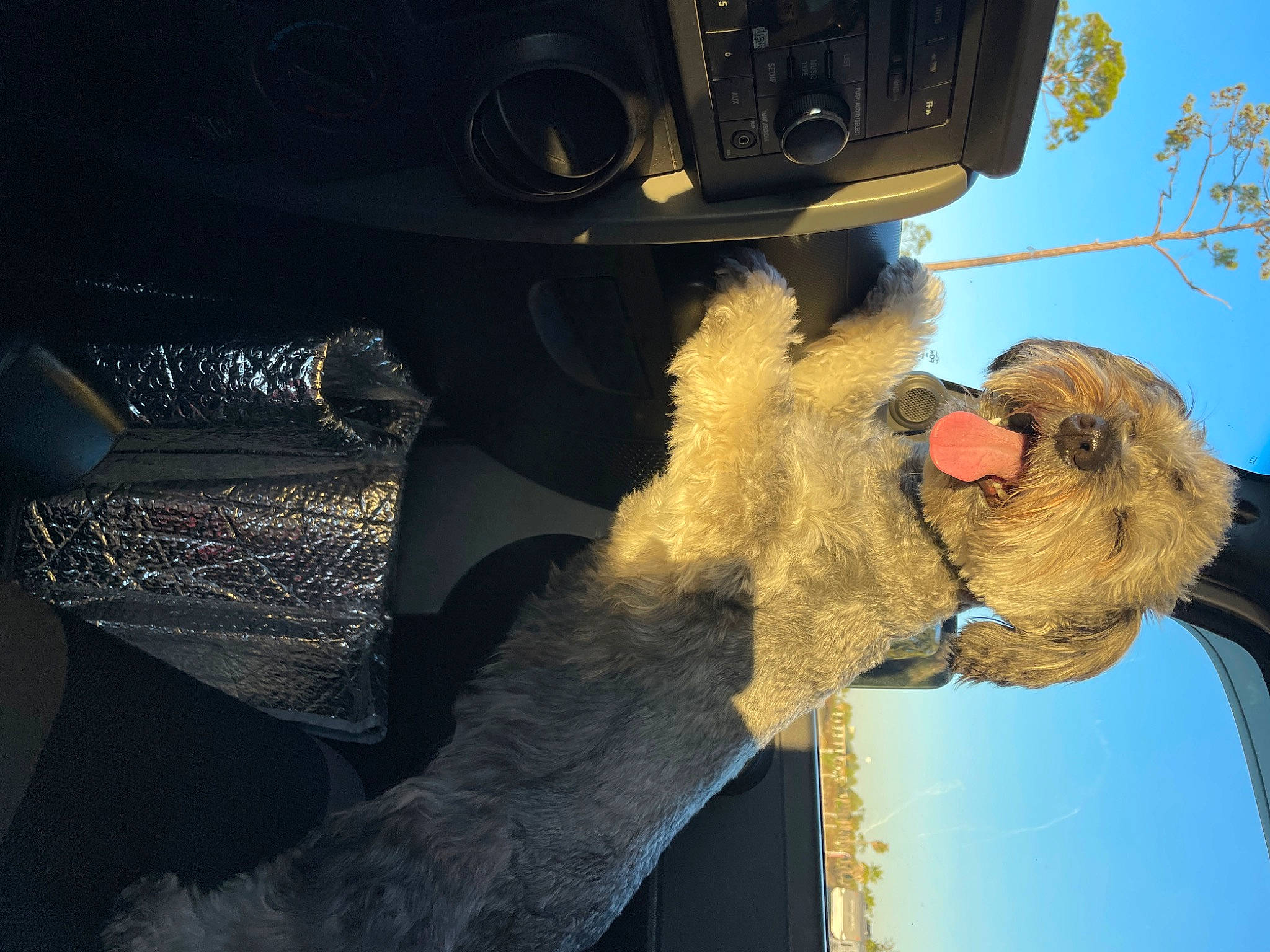 Maxamuffin joined the competition — help win amazing prizes! auto_part, automotive_design, automotive_exterior, automotive_lighting, automotive_tire, bumper, eyewear, fur, glasses, glove, hat, headgear, helmet, motor_vehicle, personal_protective_equipment, sky, stuffed_toy, sunglasses, toy, vehicle_door