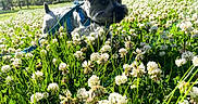Maxamuffin joined the competition — help win amazing prizes! dog, small_dog, blue_harness, grass, clover_flowers, field, outdoor, sunny, greenery, nature, pet, animal, summer, daylight, flora, curious, close_up, walking, park, adventure