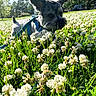 dog, small_dog, blue_harness, grass, clover_flowers, field, outdoor, sunny, greenery, nature, pet, animal, summer, daylight, flora, curious, close_up, walking, park, adventure