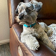 Maxamuffin is registered to the contest to win money with this photo: dog, pet, couch, leather, indoor, relaxed, blue_collar, fur, curious, cozy, home, furniture, animal, portrait, snout, paw, sitting, brown, texture, companion